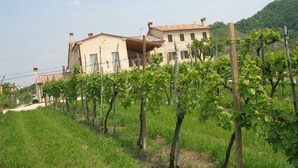 A vineyard with rows of grapevines in front of a building with a tiled roof and stone walls.
