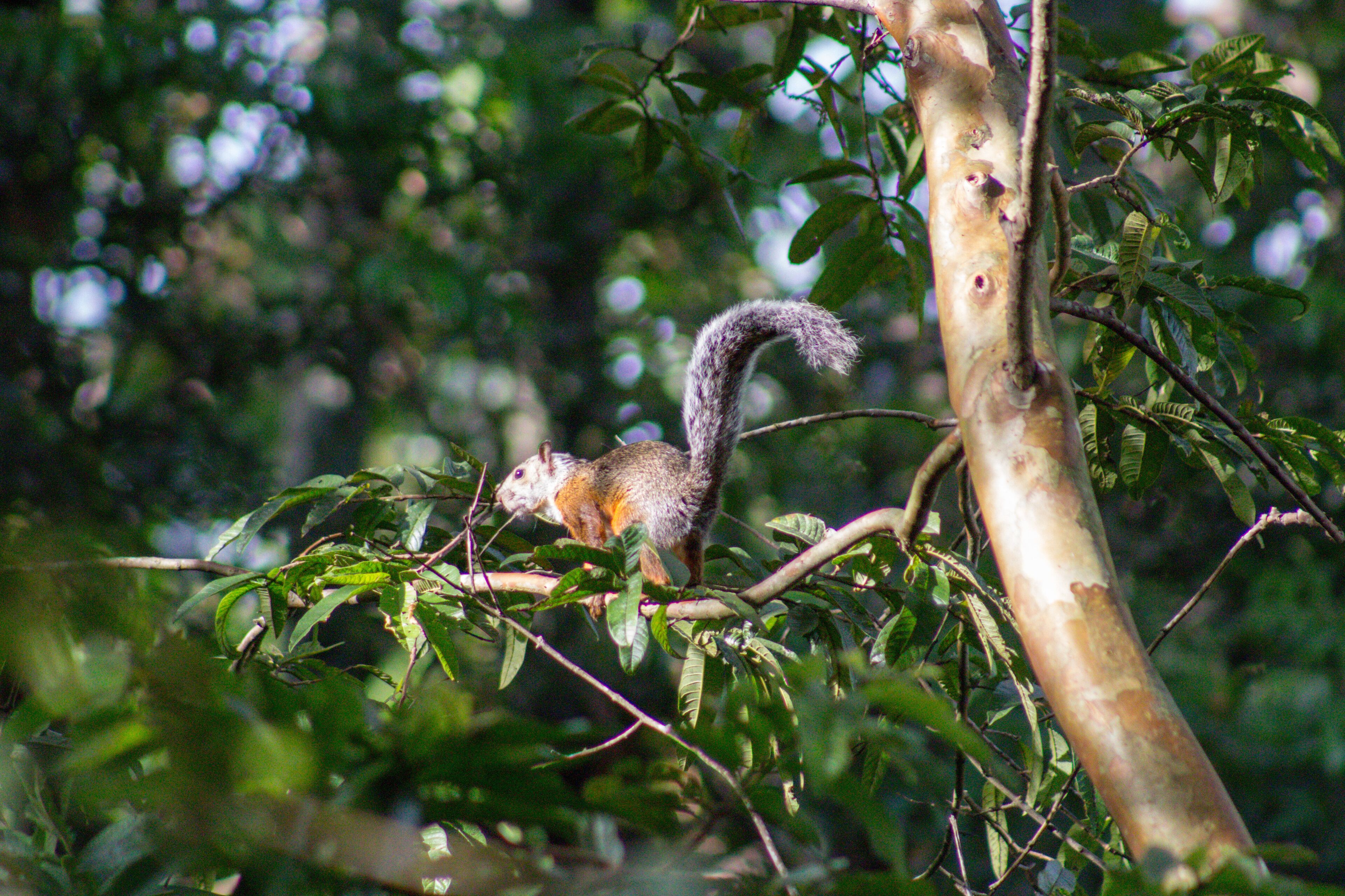 A squirrel on a tree branch.