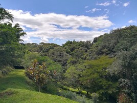A lush, green landscape with dense vegetation and a clear sky.