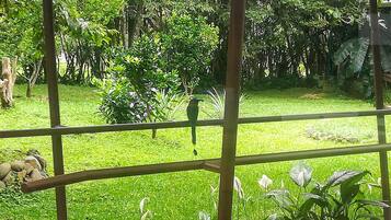 A bird perched on a railing overlooking a lush garden with various plants and trees.