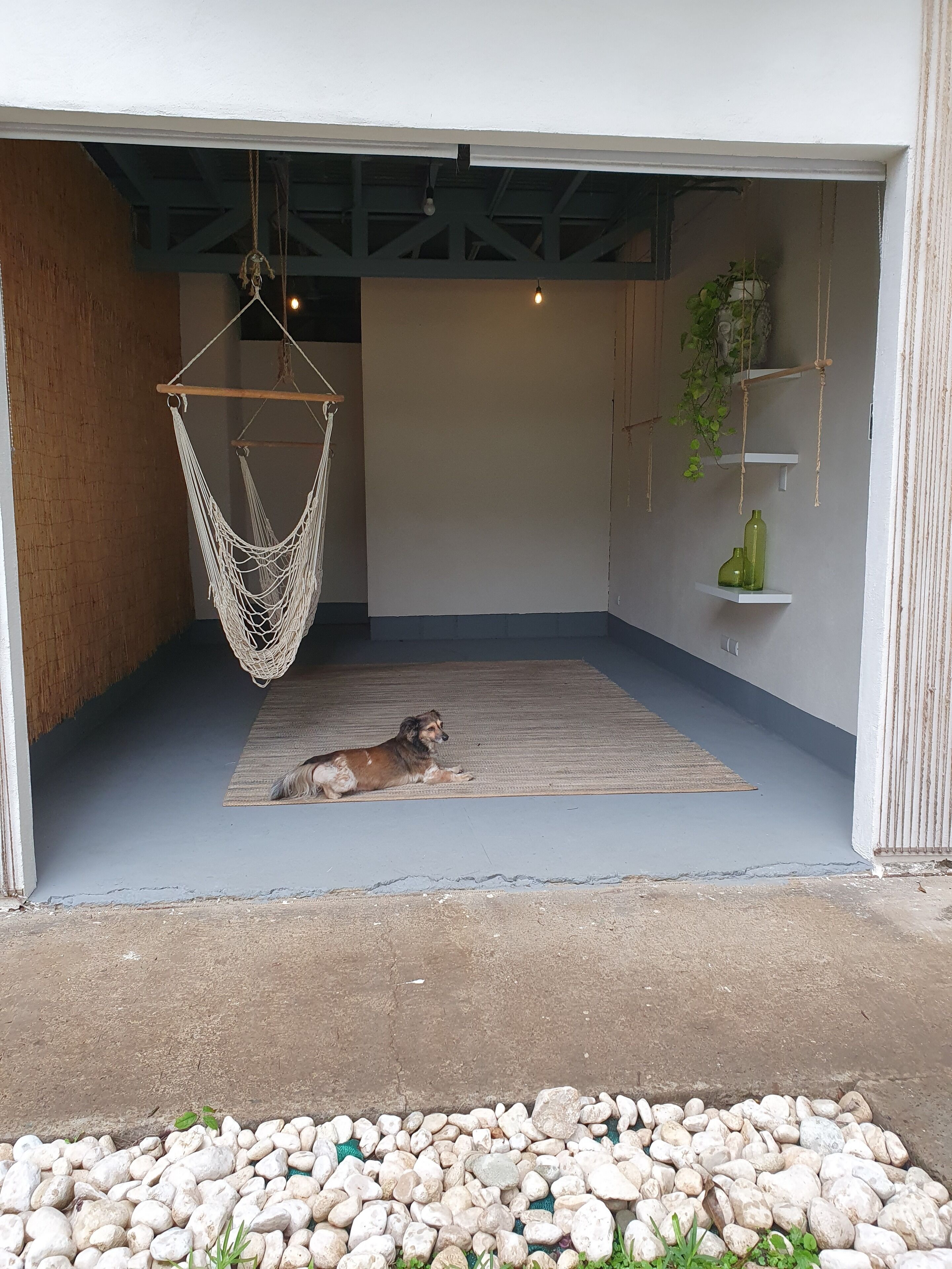 A dog lying on a mat in a room with a hammock, a shelf with plants, and a concrete floor.