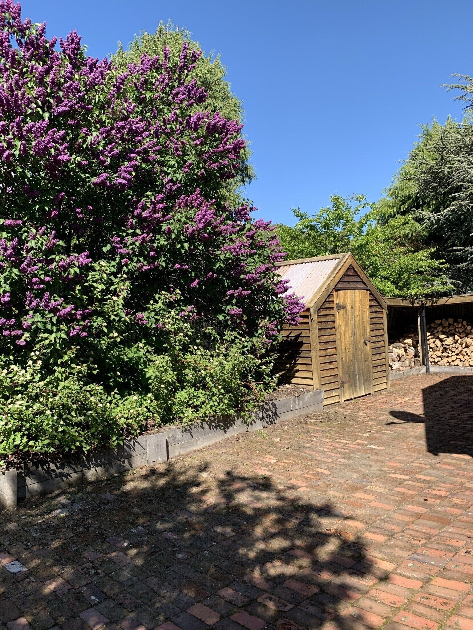 Un abri en bois avec un toit en pente, entouré d’un chemin pavé de briques et agrémenté d’un grand arbuste aux fleurs violettes.