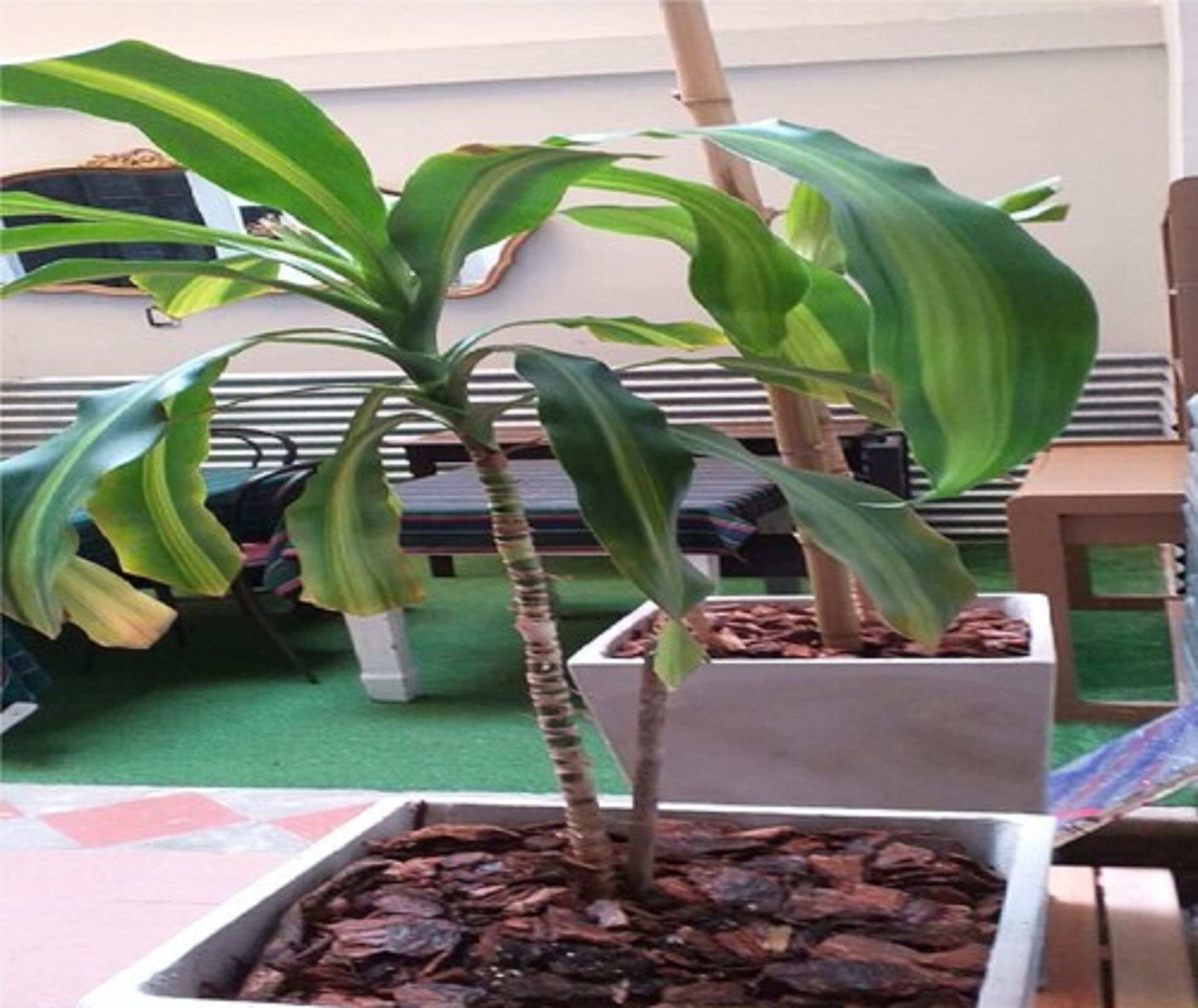 A potted plant with broad leaves in a square planter.