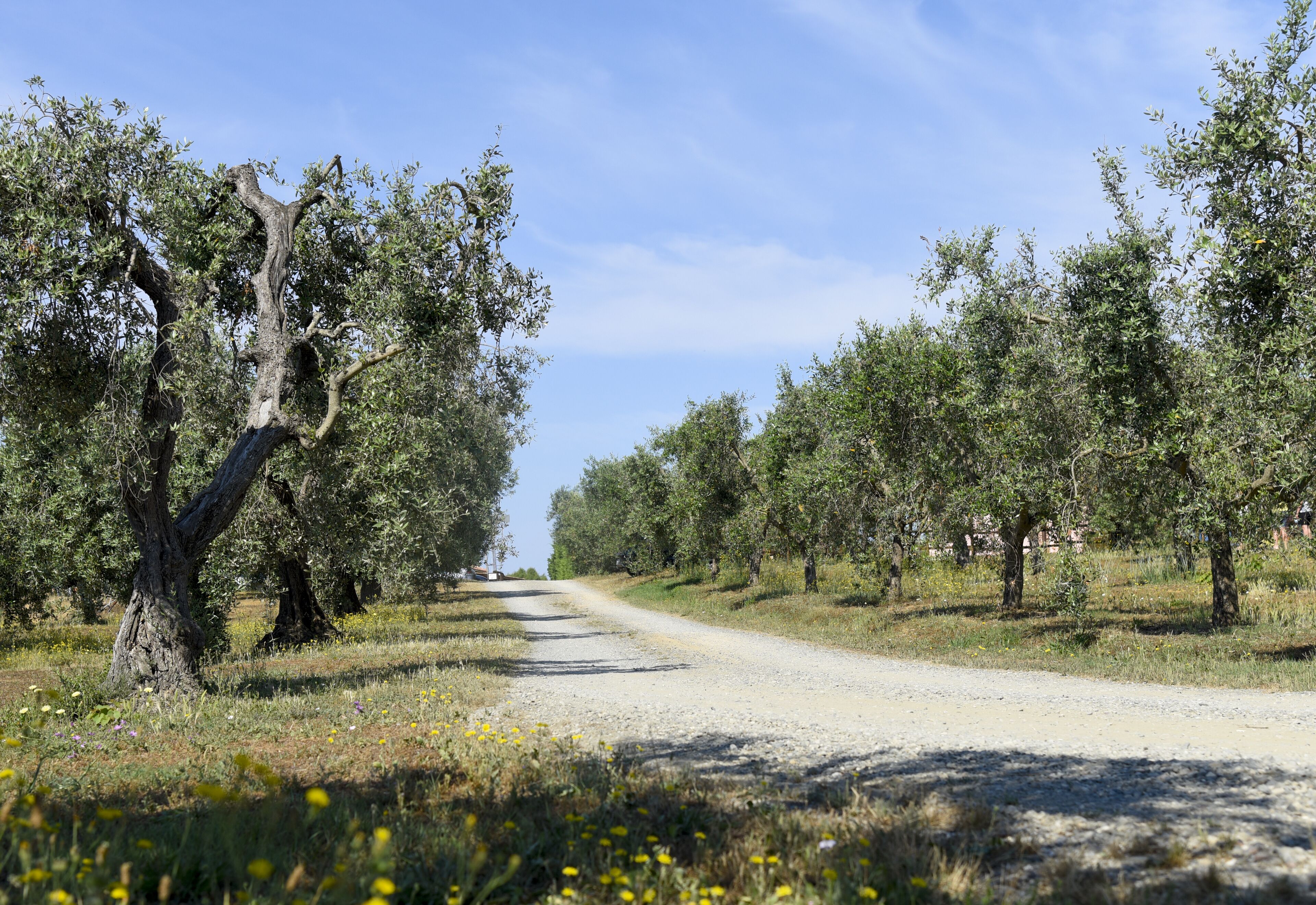Una strada di campagna costeggiata da alberi d'ulivo sotto un cielo sereno.
