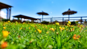 Uma área gramada com flores amarelas e dois guarda-sóis de palha ao fundo.