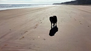 Une plage où l’on voit un chien se promener sur le sable, des empreintes de pas et un ciel dégagé.