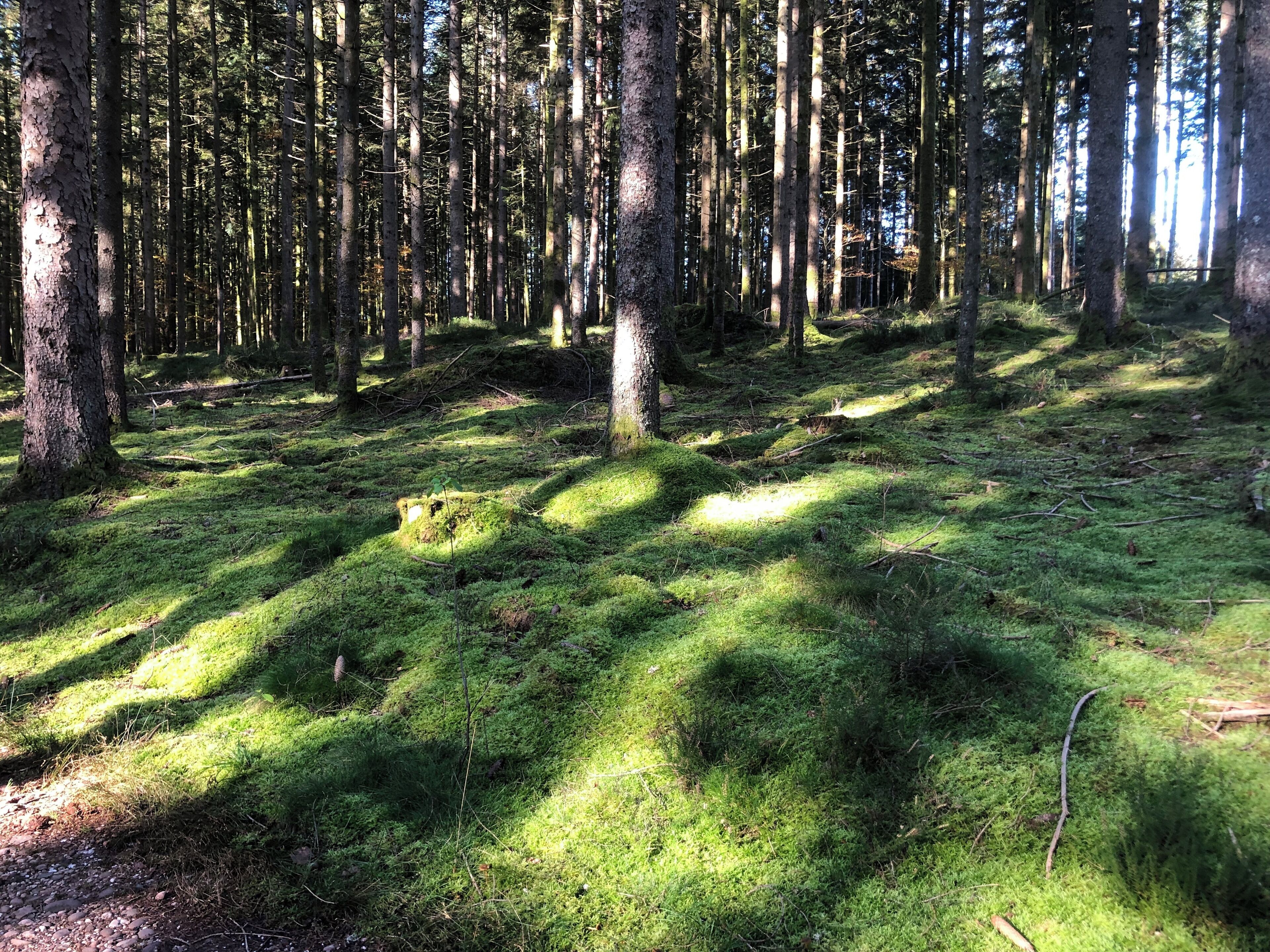 Une forêt aux arbres imposants, dont le sol est recouvert d’une épaisse couche de mousse verte.