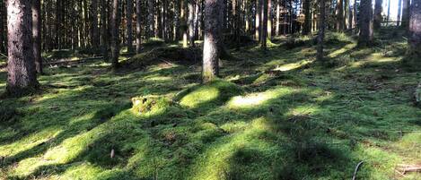Une forêt aux arbres imposants, dont le sol est recouvert d’une épaisse couche de mousse verte.