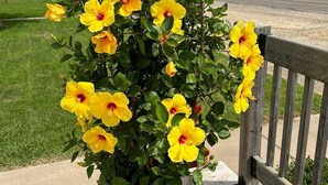A potted yellow hibiscus plant on a wooden bench.