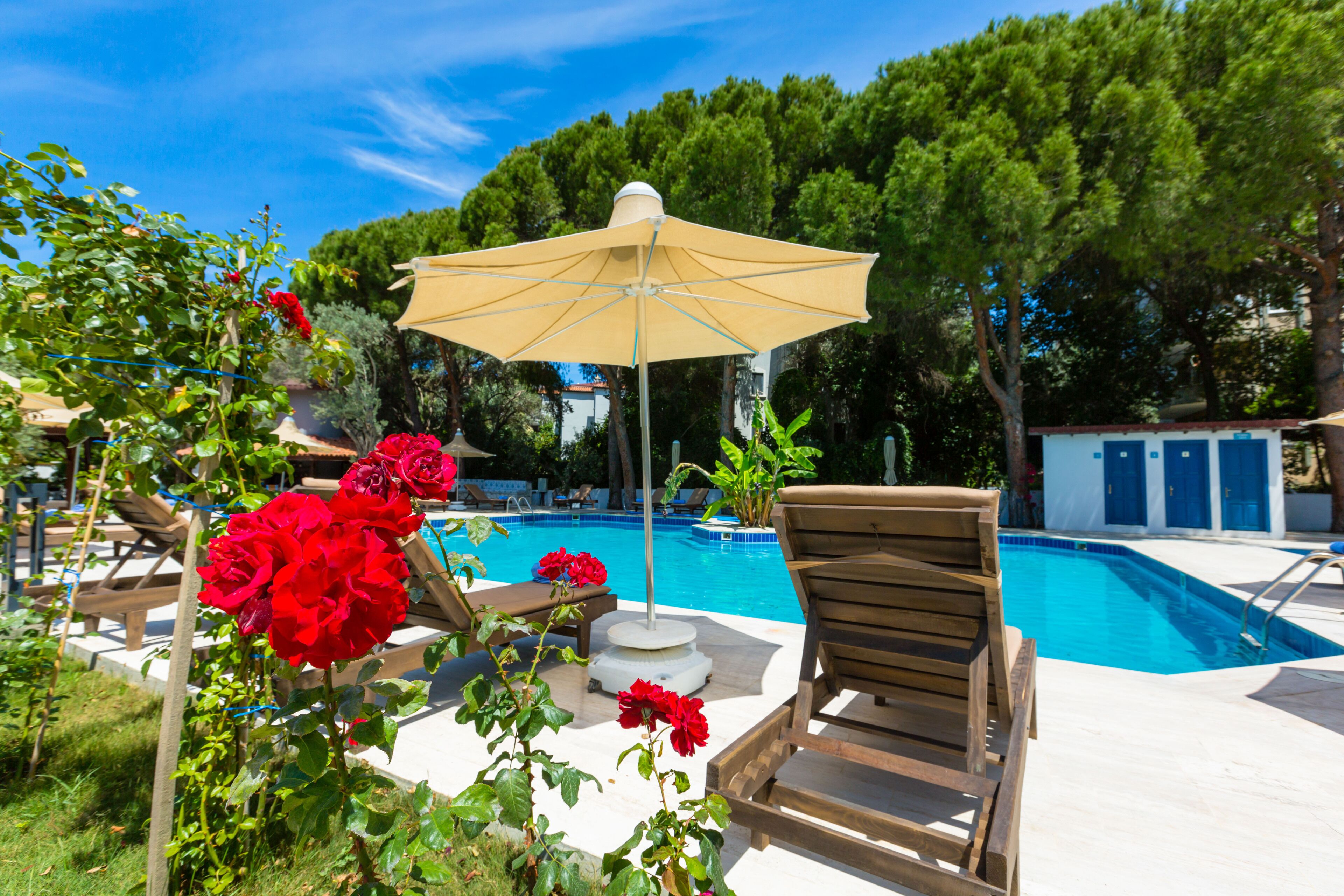 Un área junto a la piscina con una silla de madera, un parasol color beige y rosas rojas.