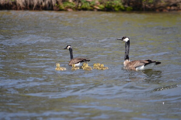 Two geese swimming in a body of water.