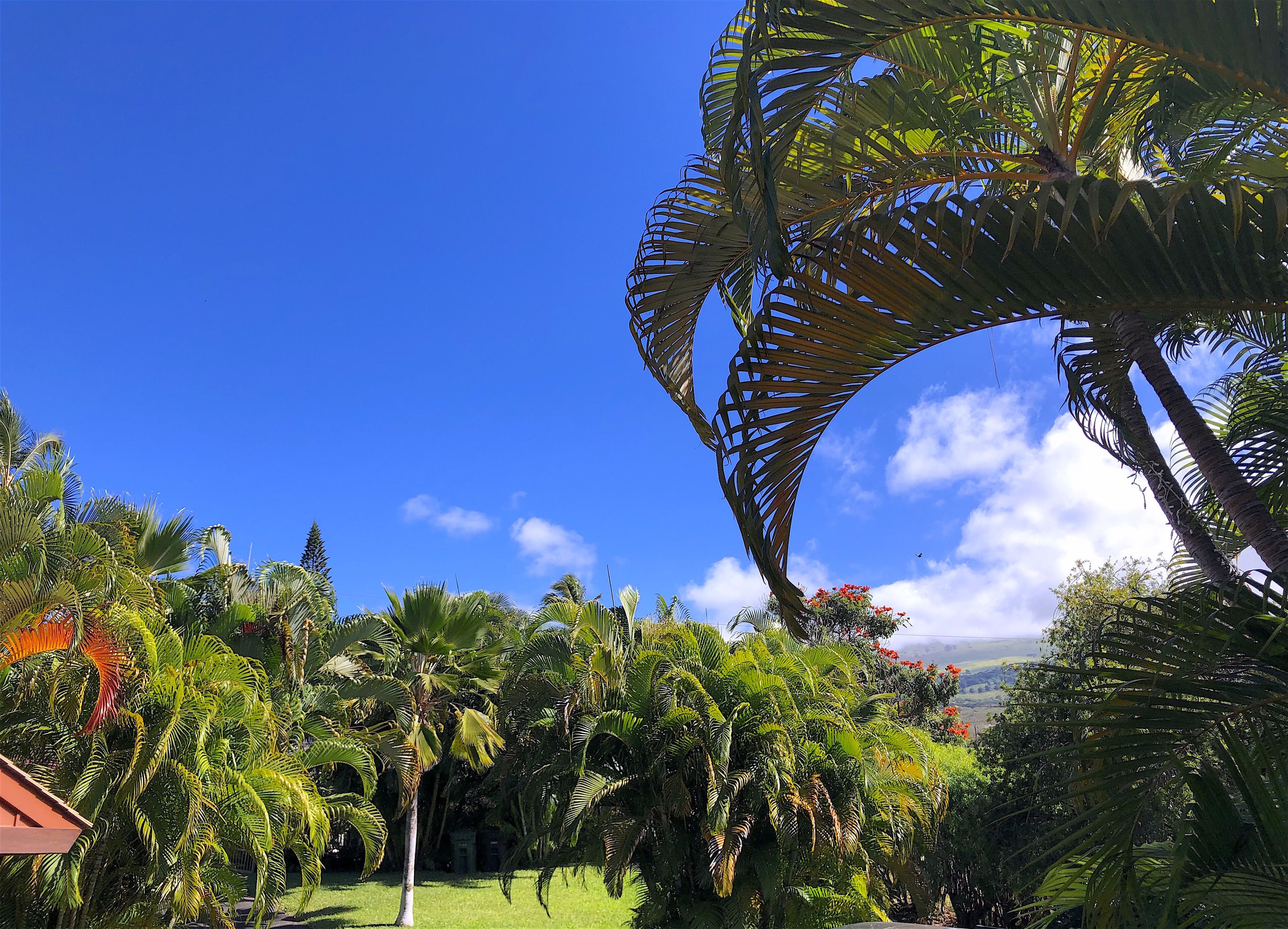 Um jardim exuberante com diversas plantas tropicais e um céu azul límpido.