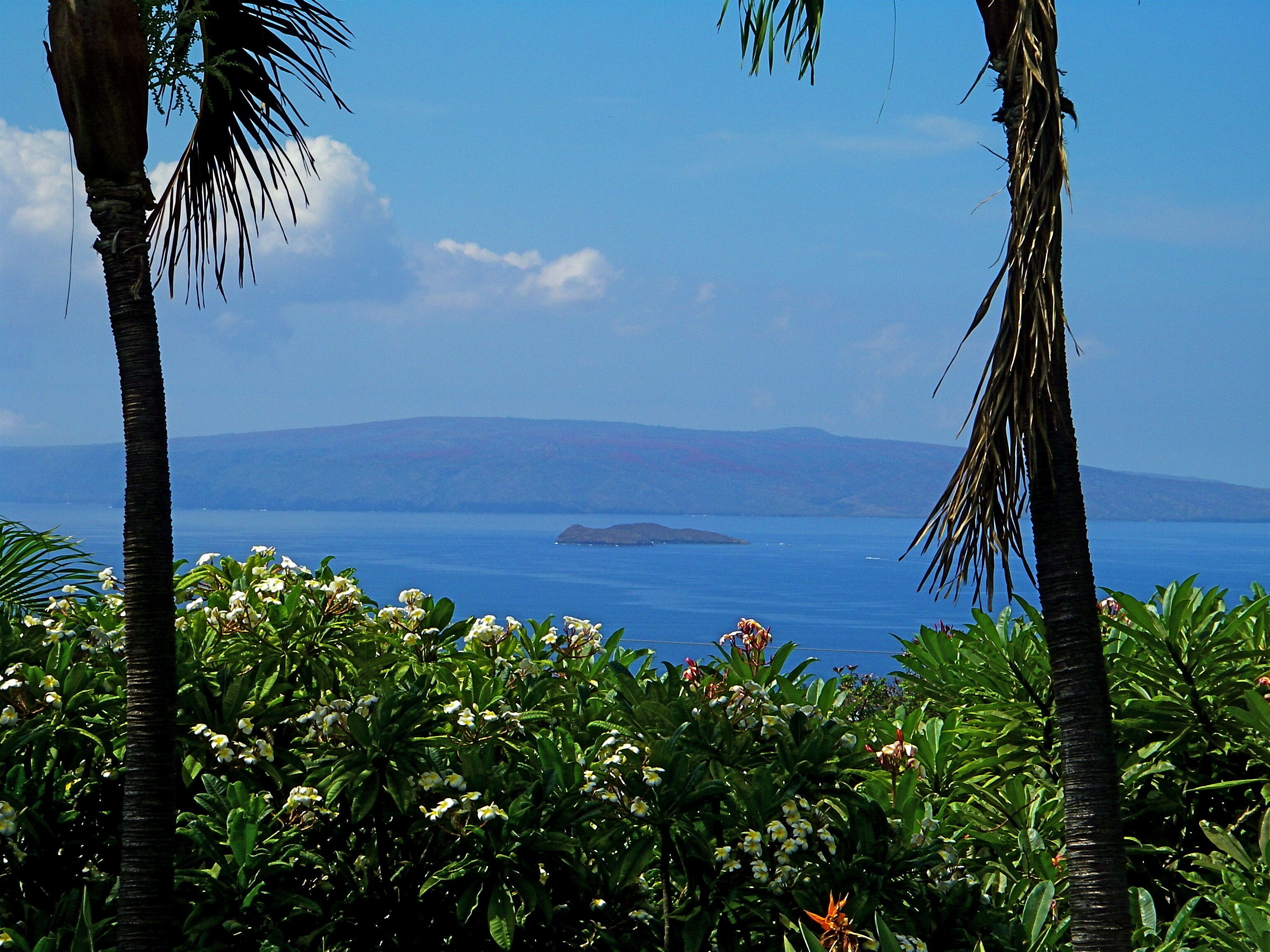 A tropical landscape with palm trees and flowering plants in the foreground, a clear blue sky, and a view of the sea and distant land.