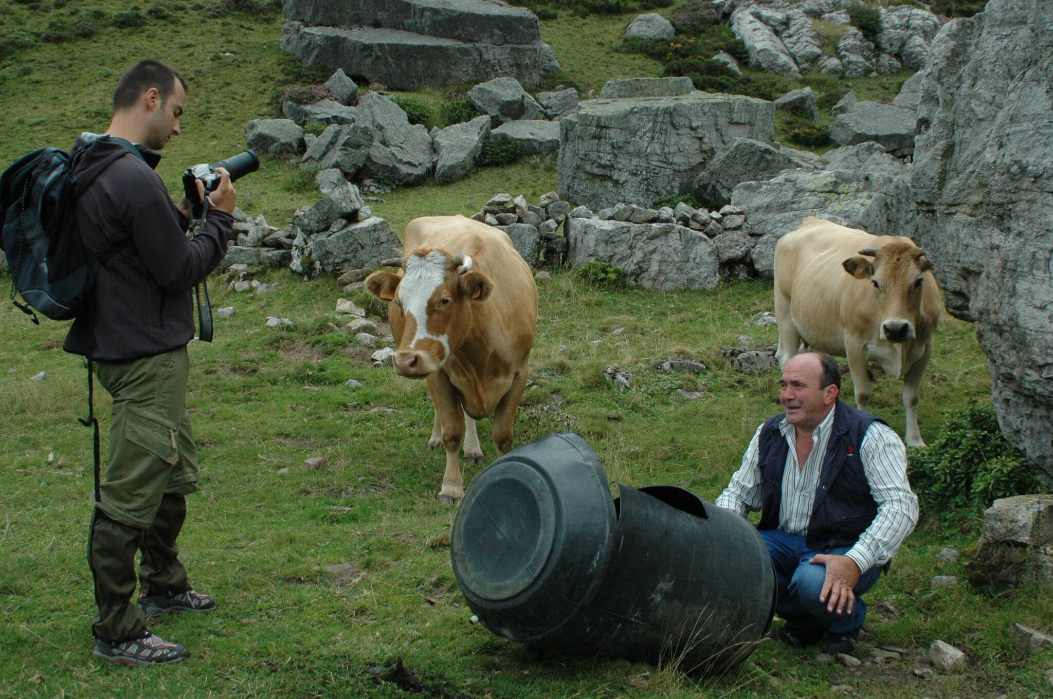 A man taking a photo of cows in a grassy area with rocks.