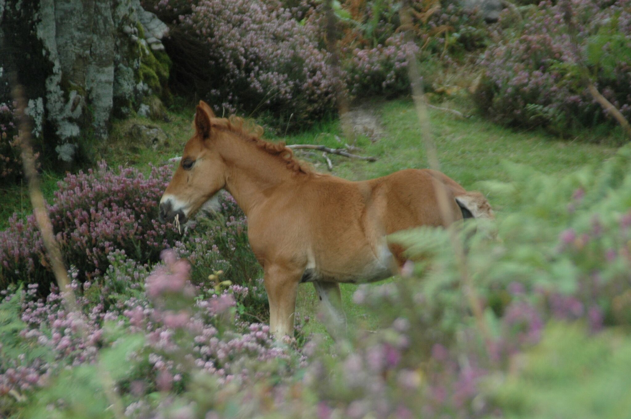 Un caballo en un entorno natural y agreste, con vegetación densa y flores.