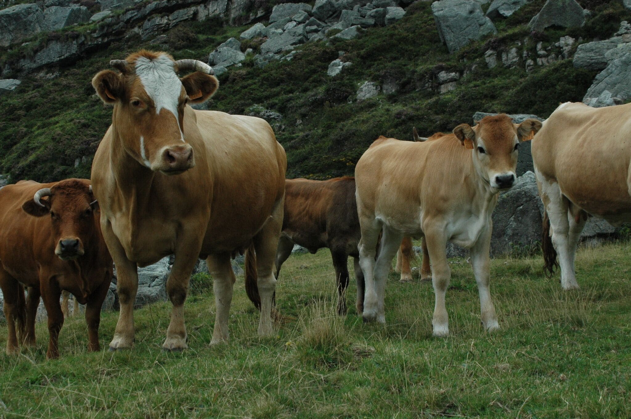 Un grupo de vacas en un campo cubierto de hierba con una ladera rocosa al fondo.