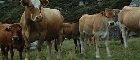 Un grupo de vacas en un campo cubierto de hierba con una ladera rocosa al fondo.