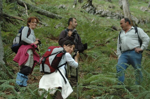Un grupo de personas caminando por un área boscosa con helechos y árboles.