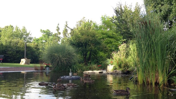 A pond with ducks, surrounded by greenery and a small waterfall.