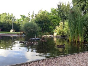 A pond with ducks, surrounded by greenery and a small waterfall. - Solrosen i Simrishamn (Simrishamn)