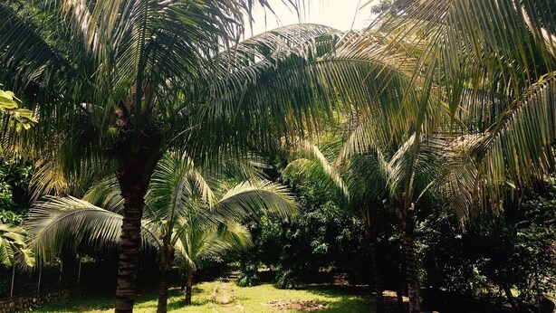 Un jardin luxuriant, avec des palmiers et un feuillage dense.