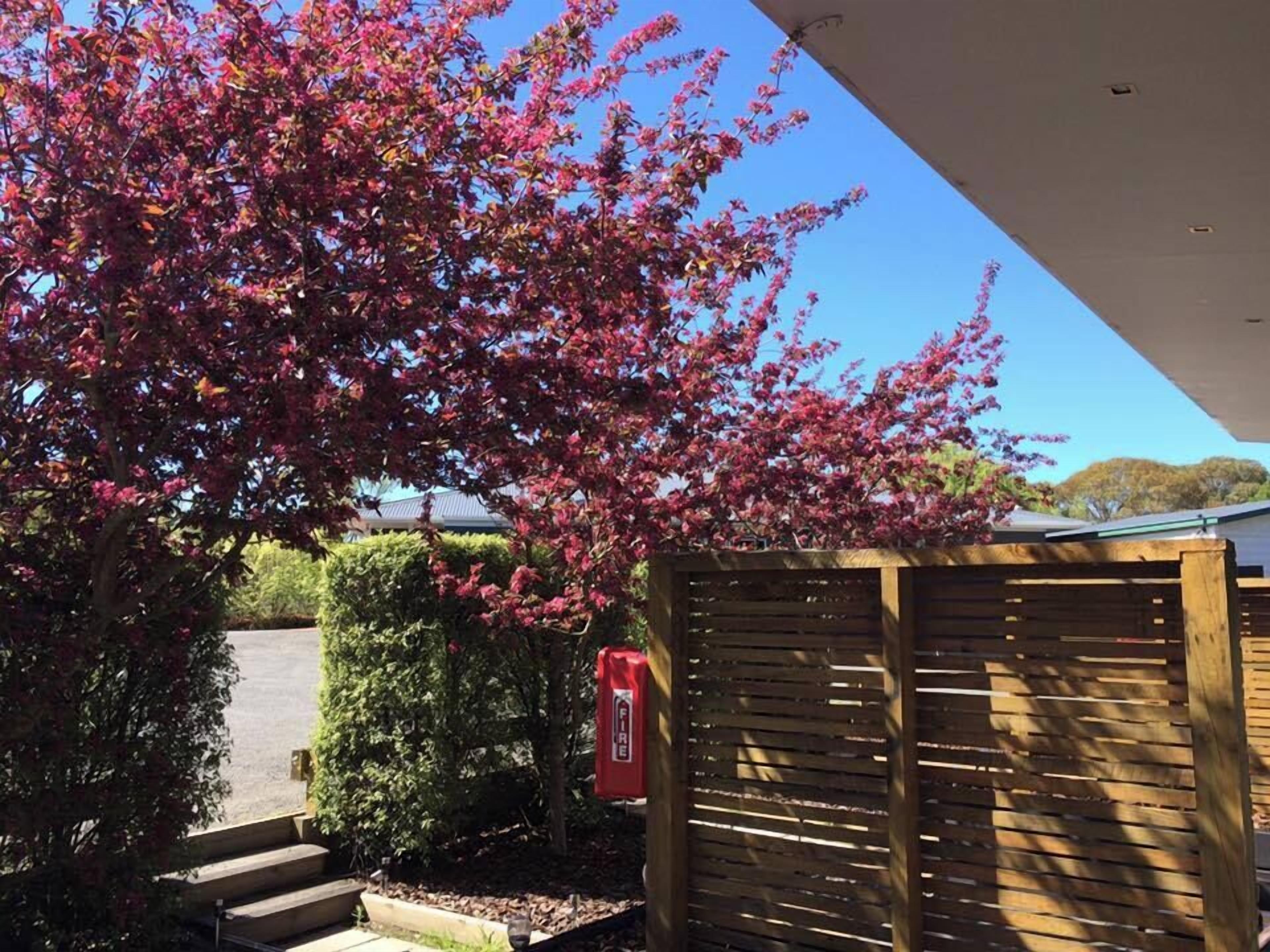 Una recinzione di legno, un idrante e un albero con fiori rosa.