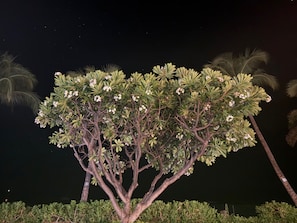 A tree with dense foliage and white flowers, set against a dark night sky.