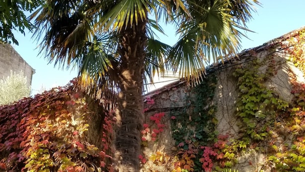 A palm tree in front of a stone wall with ivy and autumn leaves. - La Maison Blanche (Blaye)