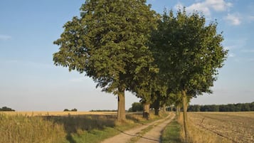 A rural dirt road flanked by trees and fields.