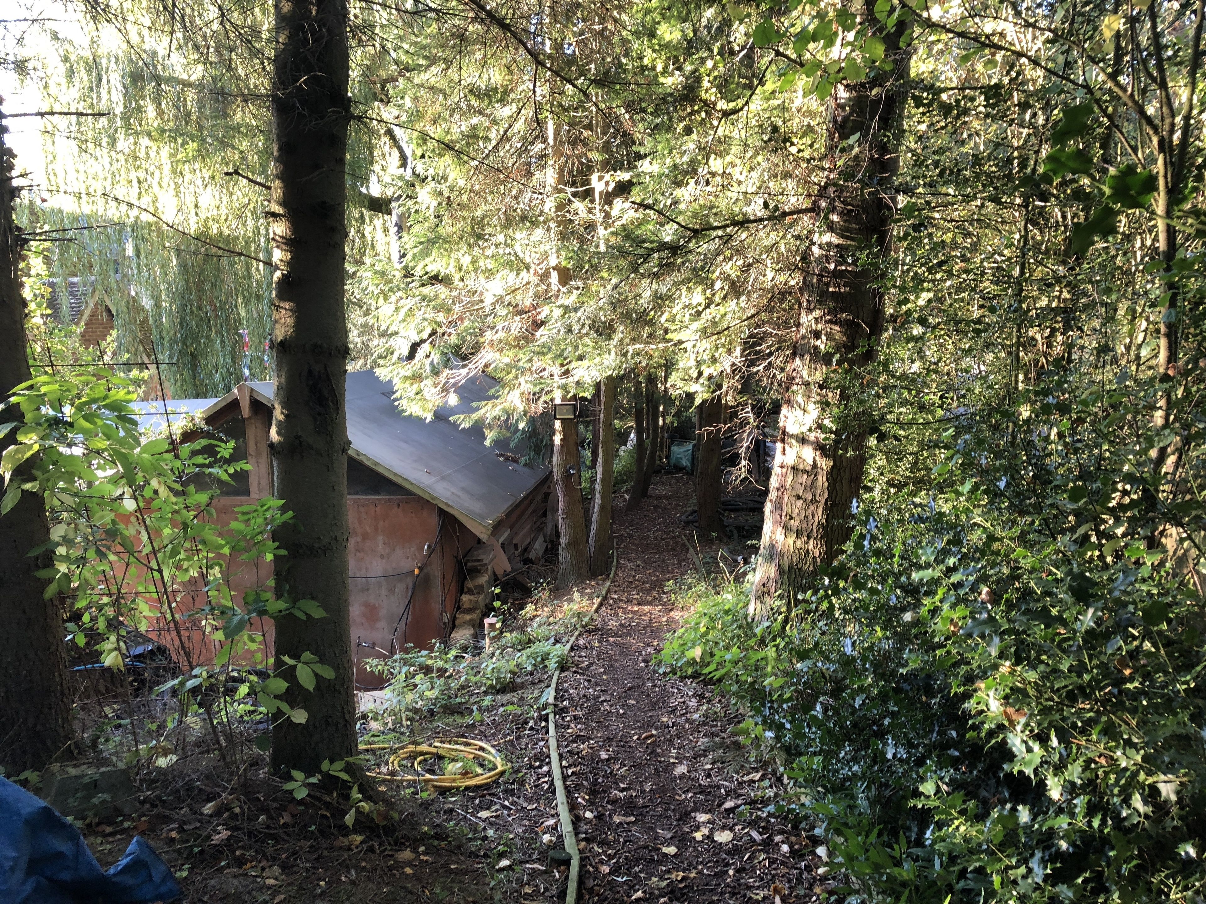 A narrow pathway leading to a rustic cabin with a sloped roof, surrounded by dense foliage and trees.
