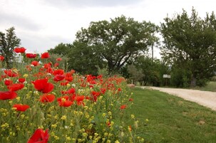 Un campo de amapolas rojas con un sendero de tierra y árboles al fondo.