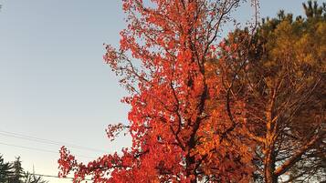 A tree with red leaves, surrounded by other trees and vegetation.