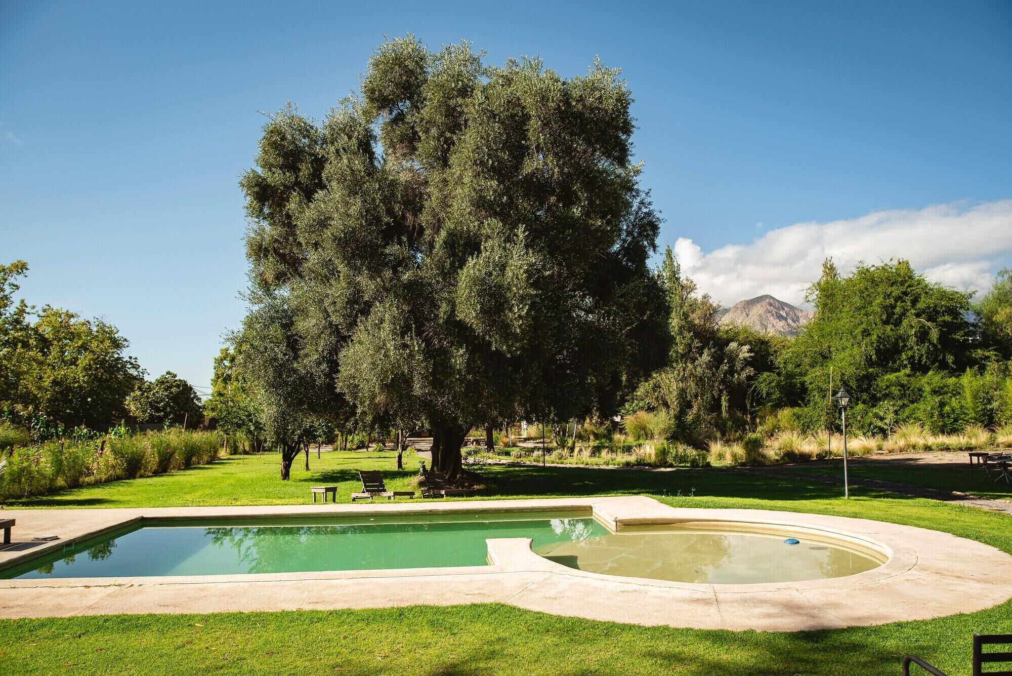 Una piscina con borde curvo, rodeada por un césped cuidado y un gran árbol.
