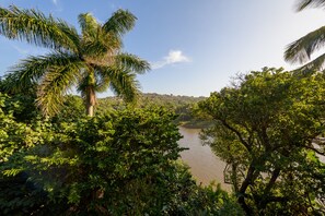 A river surrounded by dense foliage and palm trees.