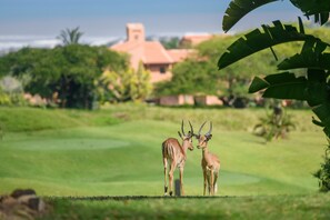 Golf - San Lameer Villa Rentals 2417 (Southbroom)