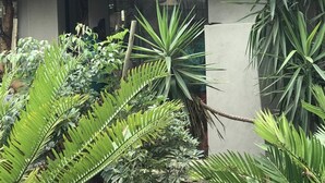 A thatched-roof building surrounded by lush tropical plants. - Weltevreden Country Guest Lodge (Lephalale)