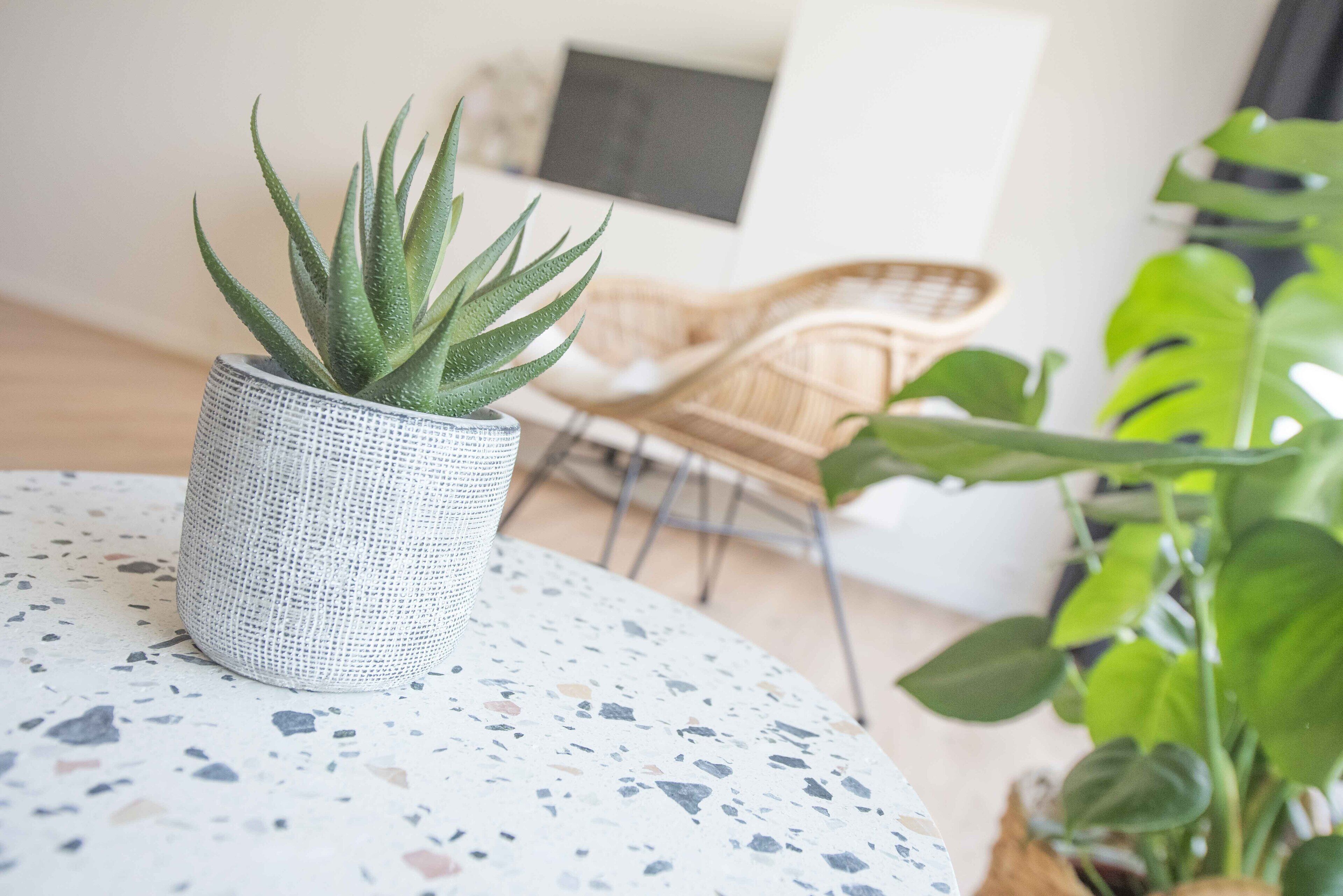Une table ronde à la surface texturée, une plante succulente en pot et, au fond, une chaise en osier.