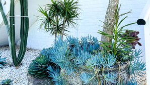A garden with various plants, including cacti and succulents, against a white brick wall. - SALT by the Sea - Unit 2 (Port Macquarie)