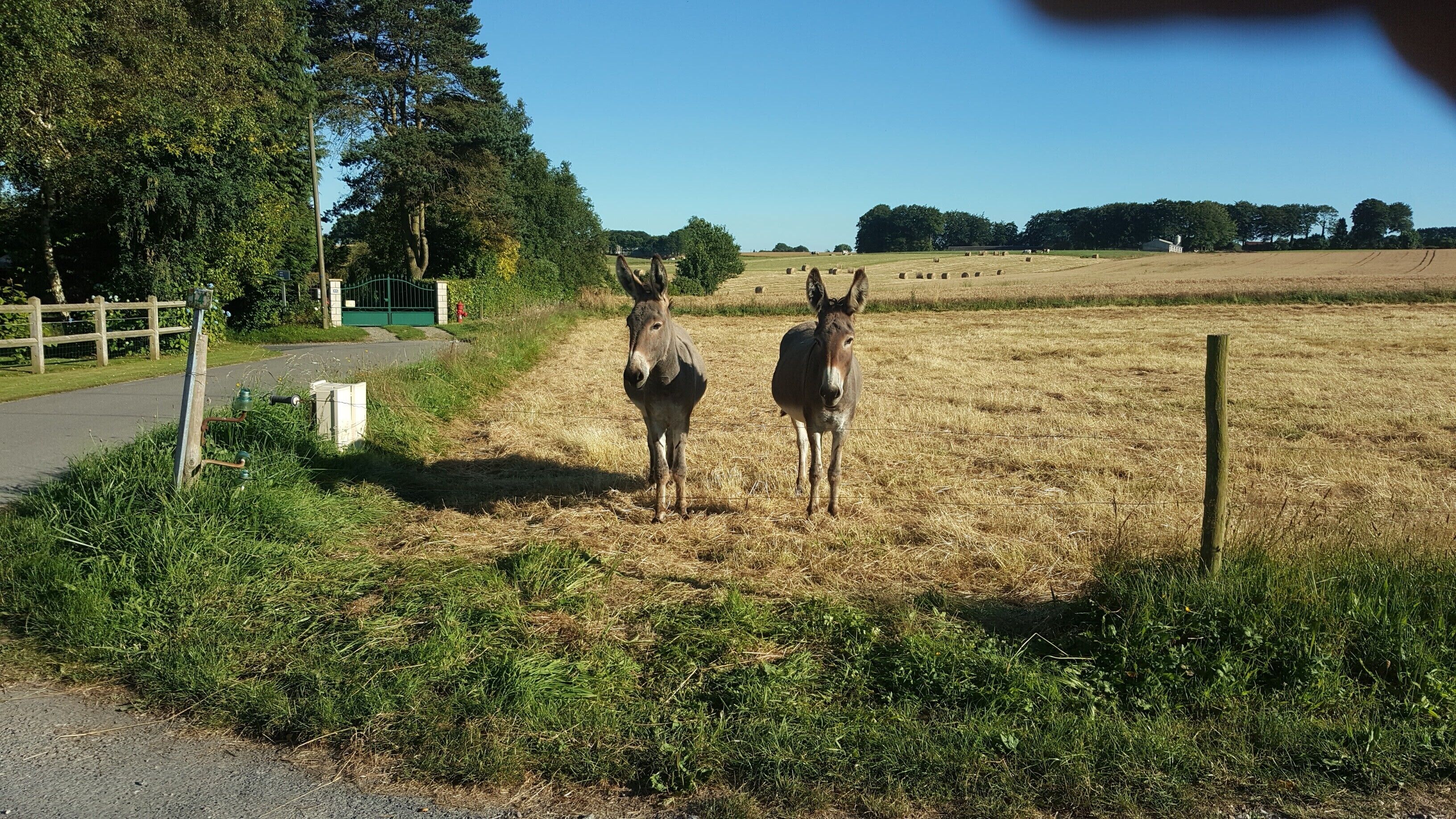 Landelijke omgeving met een verhard pad, een groene poort en twee ezels die in een veld staan.