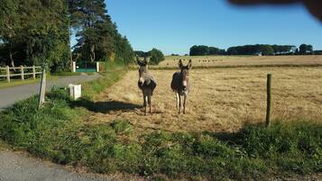 Landelijke omgeving met een verhard pad, een groene poort en twee ezels die in een veld staan.