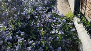 En have med lilla blomster og en stenvæg.