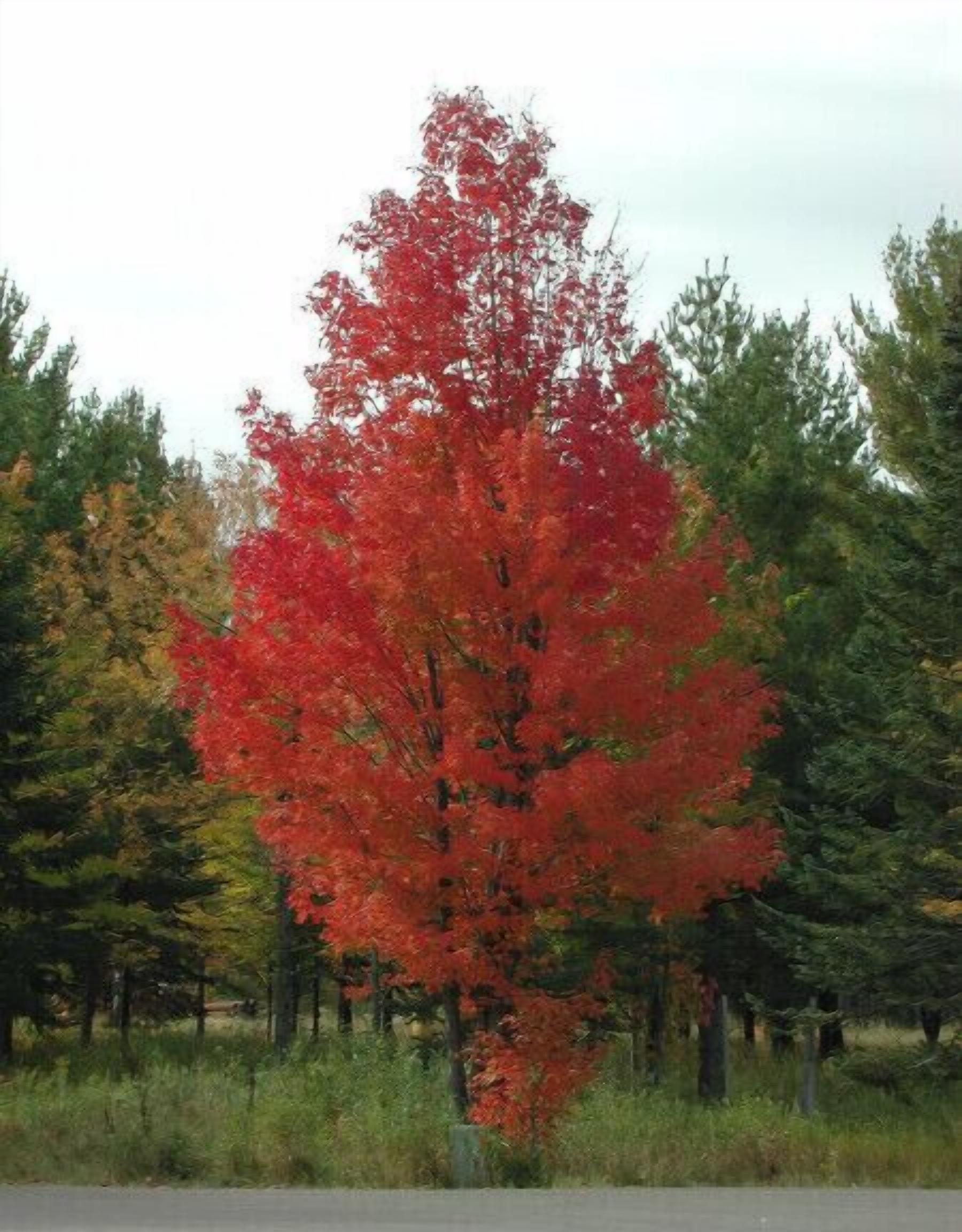 A single red maple tree in a forested area with a road in the foreground.