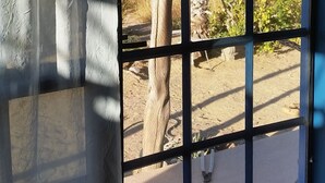 Vista a través de una ventana con un diseño de cuadrícula, mostrando un árbol, follaje y suelo arenoso.