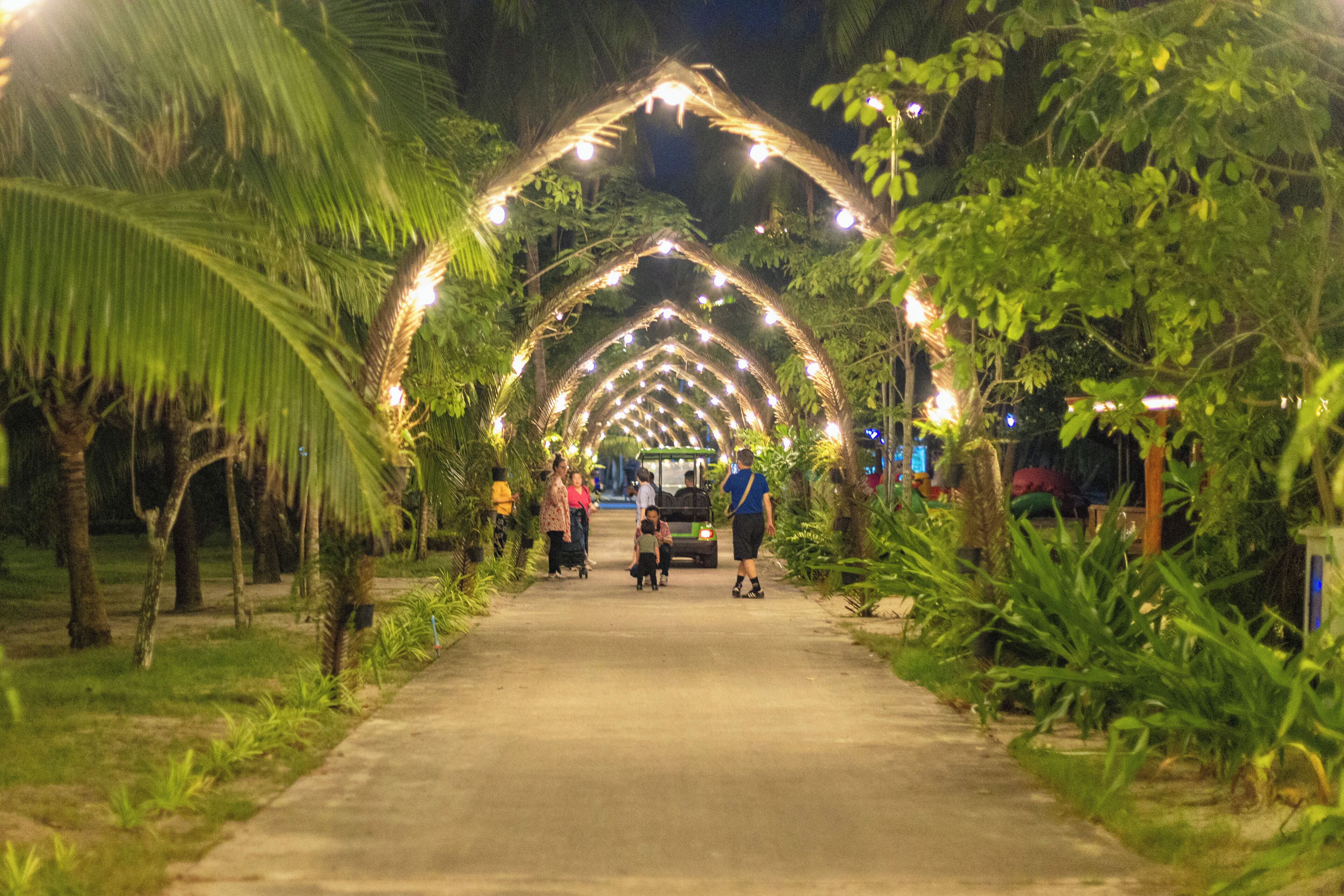 Un camino bordeado de palmeras e iluminado con luces de cadena, que conduce a un vehículo.