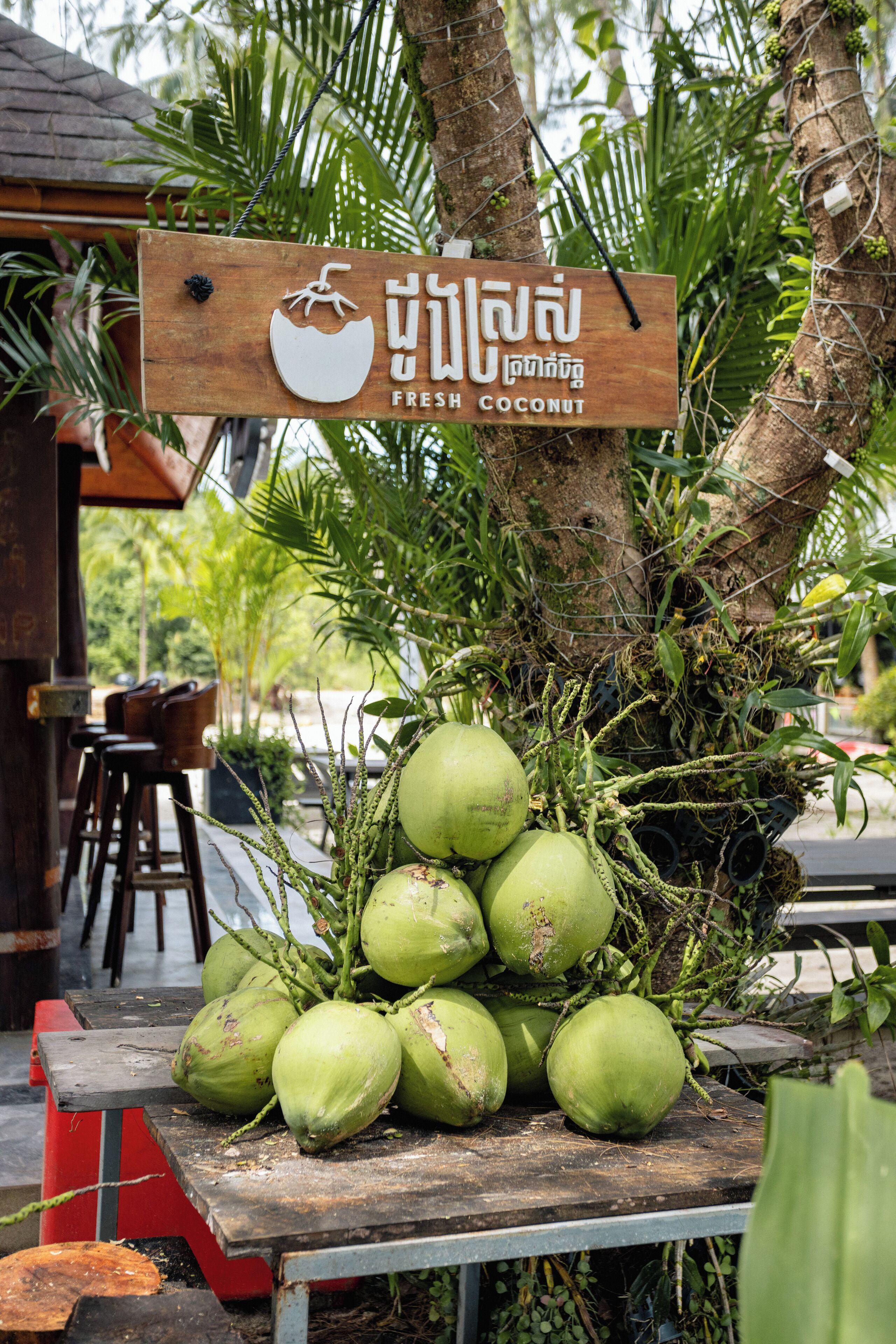 Un cartello di legno con la scritta 'Fresh Coconut' e una palma da cocco con i frutti appesi.
