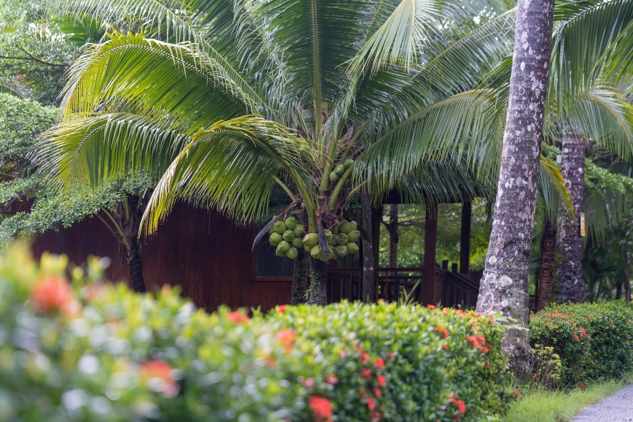 Un exuberante jardín con palmeras y una estructura de madera.