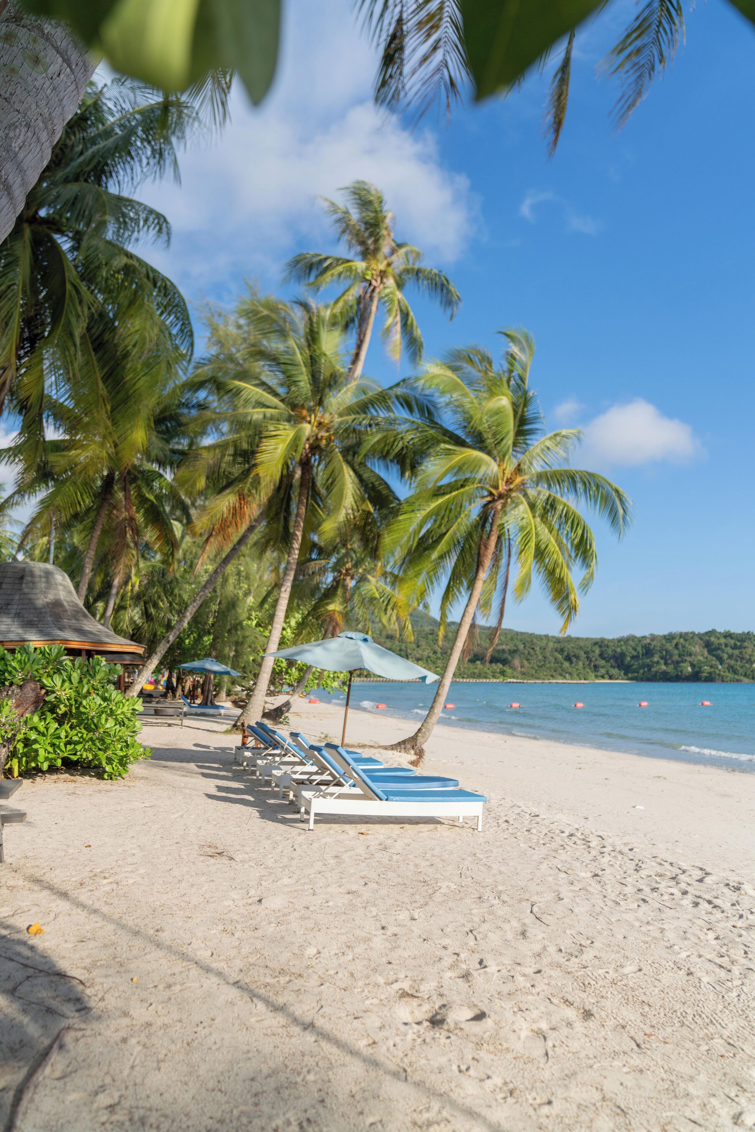 A beach with palm trees, lounge chairs, and umbrellas.