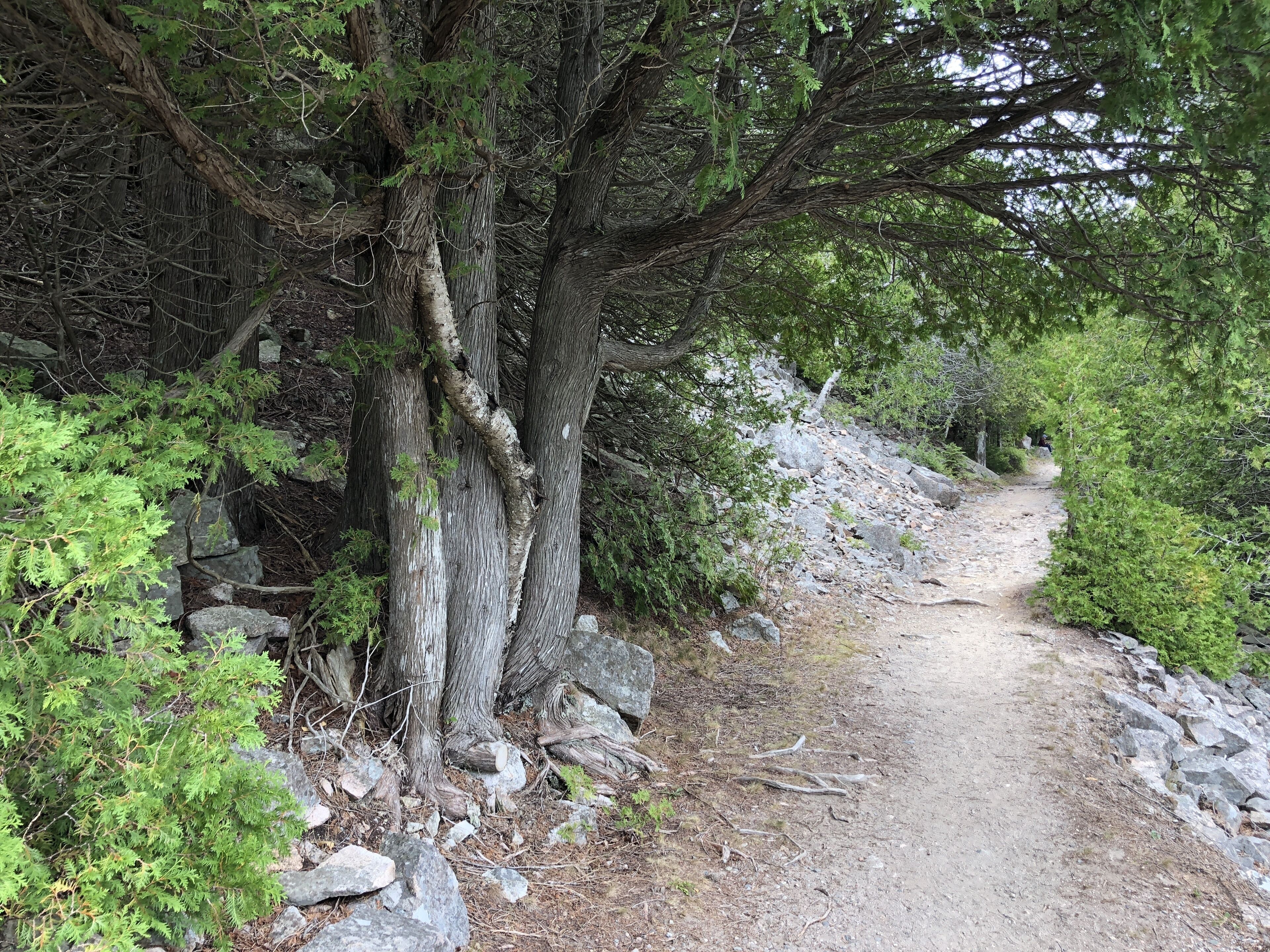 A dirt path surrounded by trees and rocks.