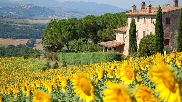 A rustic stone building with a tiled roof, surrounded by a sunflower field and pine trees. - Agriturismo Casale dei Frontini (Todi)