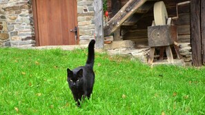 Property grounds - Organic farm Lurger (Rieglerviertel)